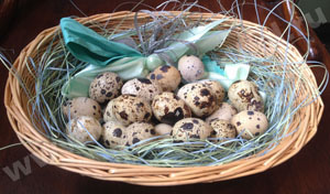 egg1